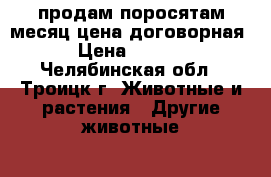 продам.поросятам месяц.цена договорная. › Цена ­ 3 000 - Челябинская обл., Троицк г. Животные и растения » Другие животные   . Челябинская обл.,Троицк г.